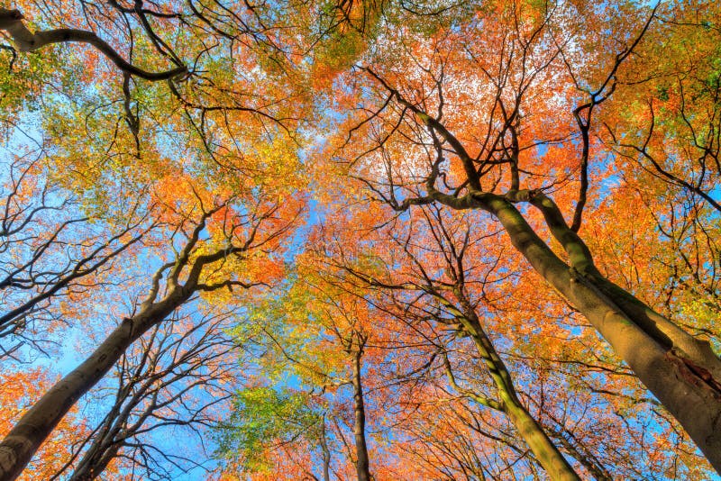 Tree and leaf canopy stock image. Image of nature, green - 23496033