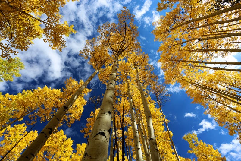 Autumn Canopy de Aspen Tree Leafs amarelo brilhante na queda em Rocky Mountains de Colorado