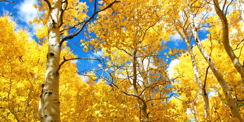 Autumn Canopy van Briljant Geel Aspen Tree Leafs in Daling stock foto's Autumn Canopy van Briljant Geel Aspen Tree Leafs in Daling stock foto's