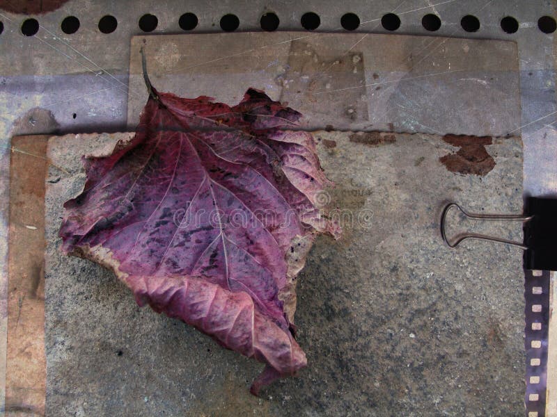 Autumn card with fallen leaf