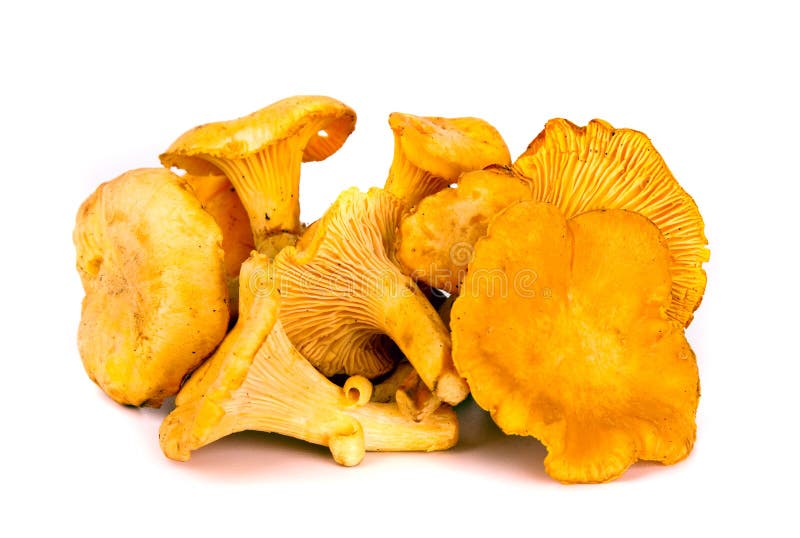 Autumn Chanterelles Mushrooms Stock Photo Image of chanterelle