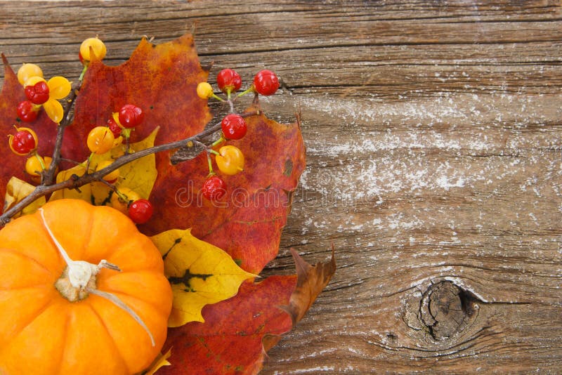 A country-inspired image with pumpkin, leaves and bittersweet berries in lower left against a textured wood background, leaving right side available as copy space. Single mini stock images, royalty-free photos and pictures