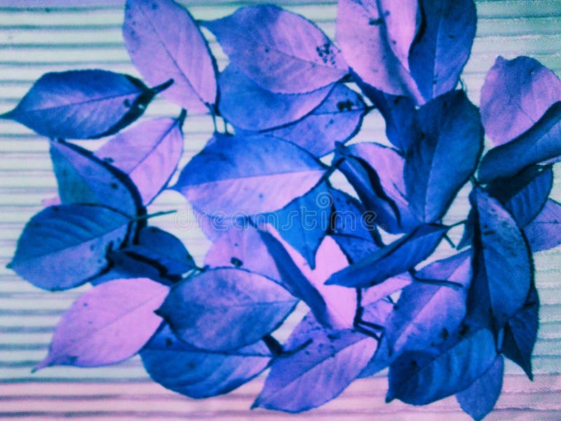 Autumn Cherry Leaves in Blue-purple Stock Photo - Image of play, purple ...