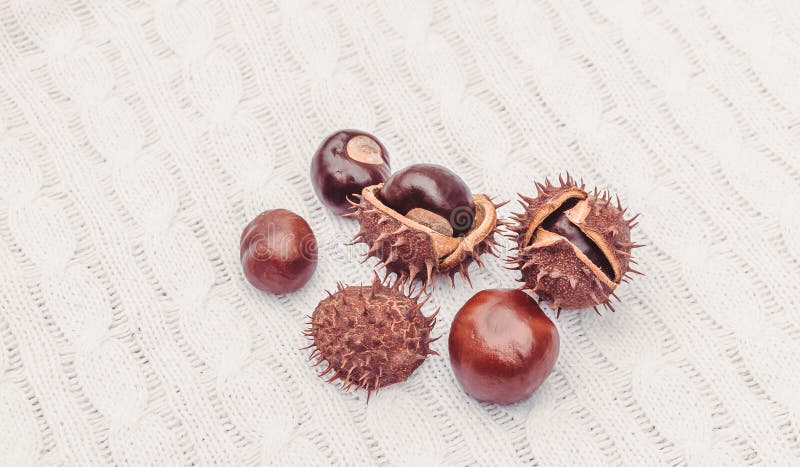 Autumn chestnuts on the white background knitted fabric