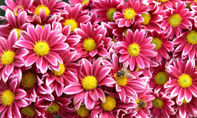 Autumn chrysanthemum flowers