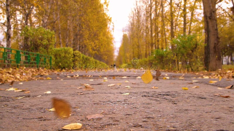 Autumn city park and falling leaves blowing wing on path. Seasonal leaves fall