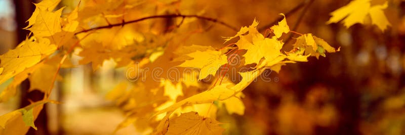 Autumn City Park in Sunny Fall Day. the Trees are Maples with Falling