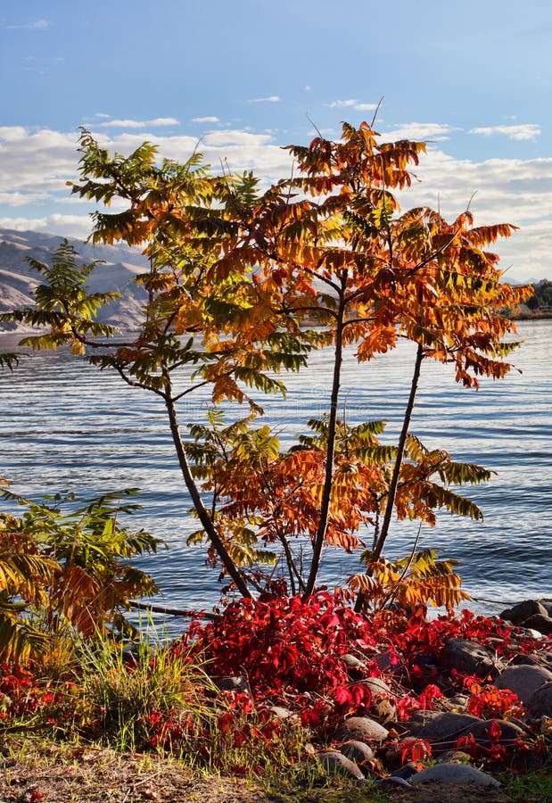 Small tree along the Snake River taking on fall colors. Gray water snake stock images, royalty-free photos and pictures