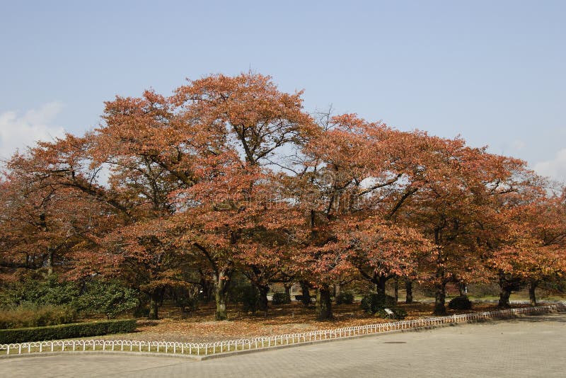 Autumn Colored Leaves