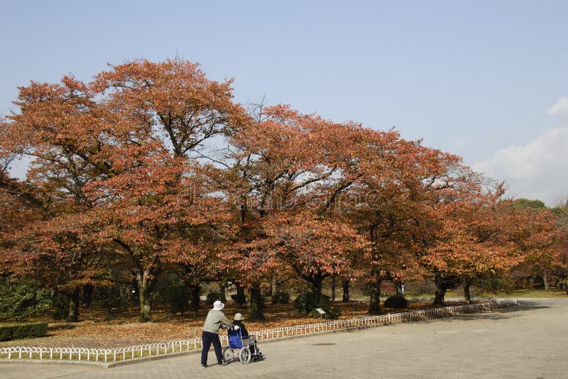 Autumn Colored Leaves