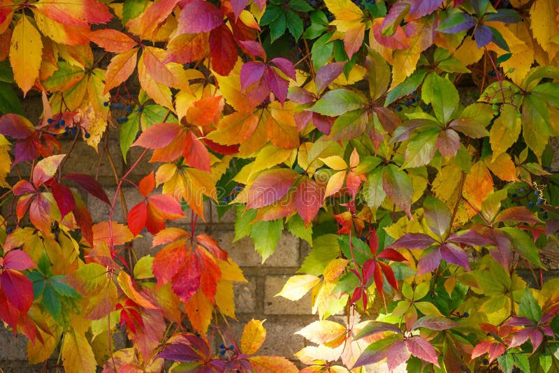Parthenocissus tricuspidata on a ancient brick wall stock images Parthenocissus tricuspidata on a ancient brick wall stock images