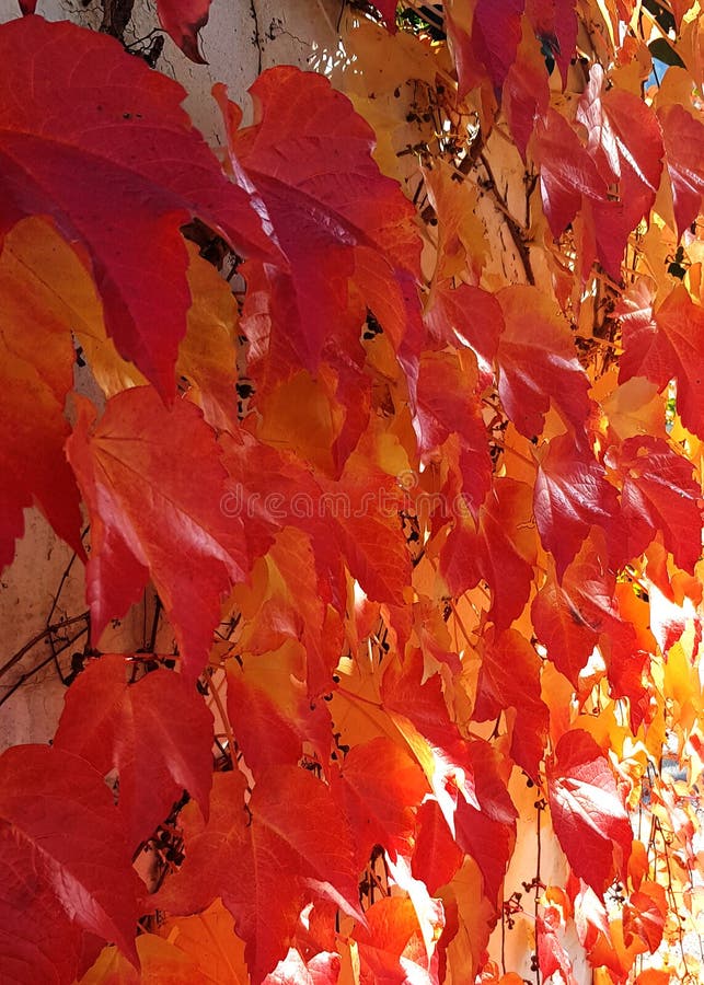 Autumn Colored Leaves in Red Orange and Yellow Tones Stock Photo