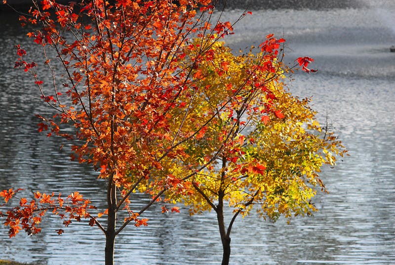 Leaves Changing Color In The Fall Stock Image Image Of Changing