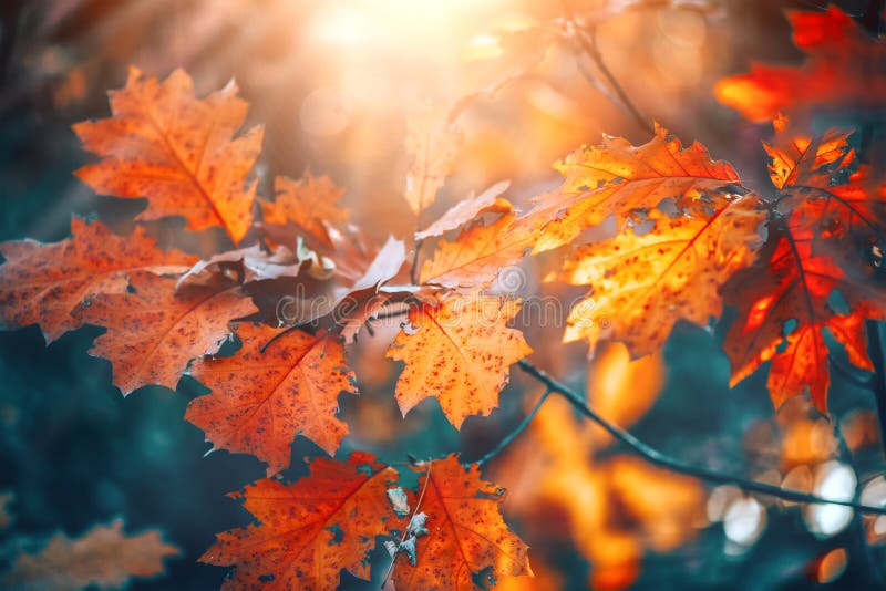 Autumn colorful bright leaves swinging on an oak tree in autumnal park. Fall background