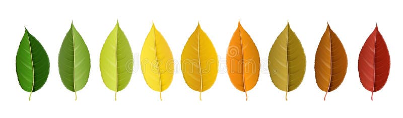 Autumn colorful leaf palette in row vector illustration Autumn colorful leaf palette in row vector illustration