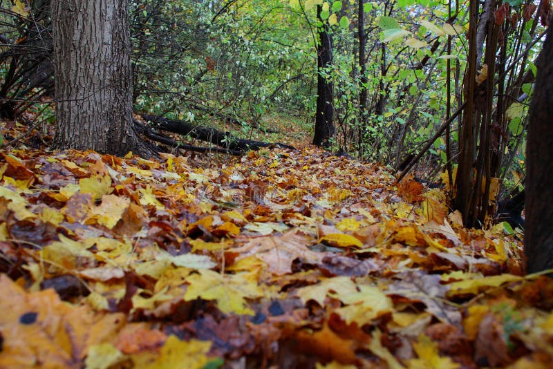 Autumn colorful leaves in the forest