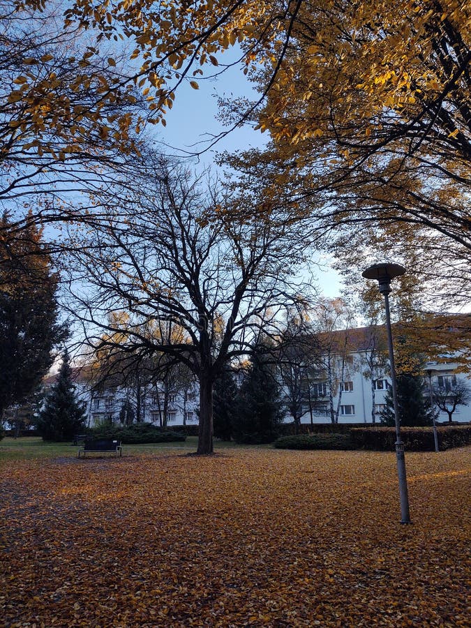 Podzimní barevné listí na zemi a na stromech.