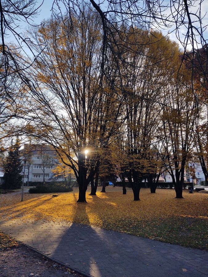 Podzimní barevné listí na zemi a na stromech.