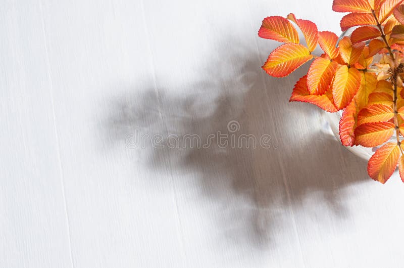 Autumn colorful red, yellow, orange leaves of rosehip in sunlight with shadows on white wood table, copy space, top view.