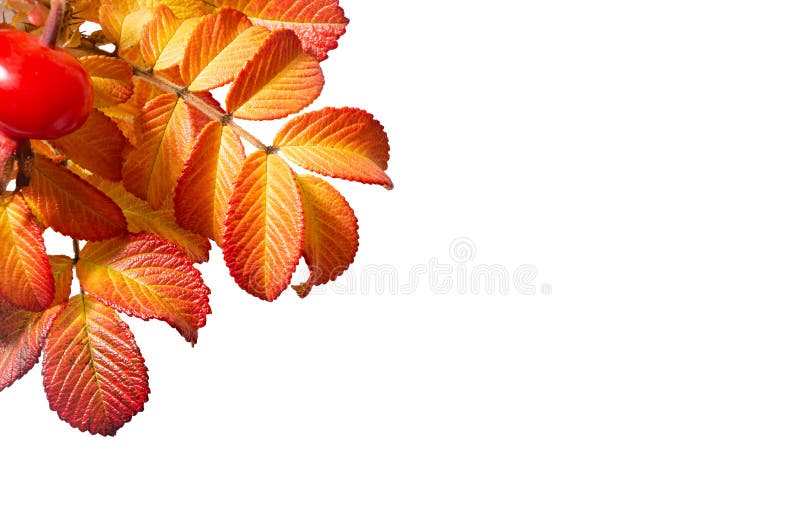 Autumn colorful yellow, red, orange leaves of rosehip in sunlight isolated on white background, copy space, top view.