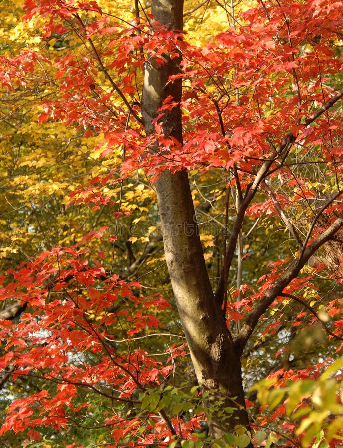 Autumn Colors stock photo. Image of nature, botany, color - 7446880