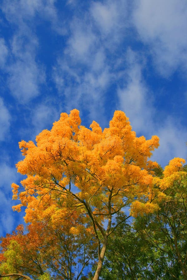 Autumn colors stock image. Image of wood, colors, green - 7899459
