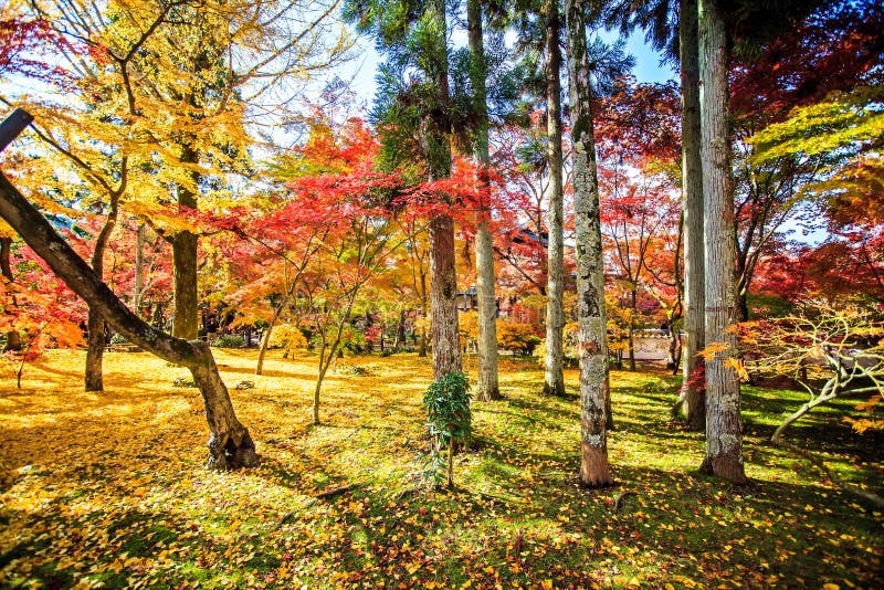 Autumn Colors In Eikando-Tempel, Kyoto, Kansai, Japan Stockbild - Bild