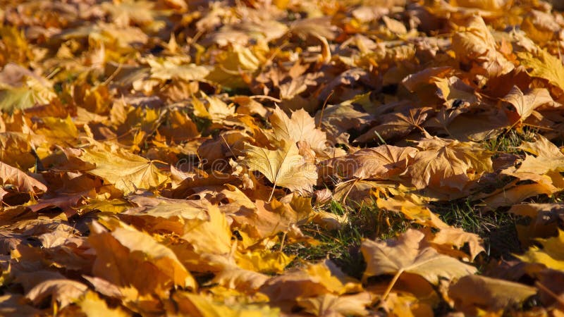 Autumn colors stock images Autumn colors stock images