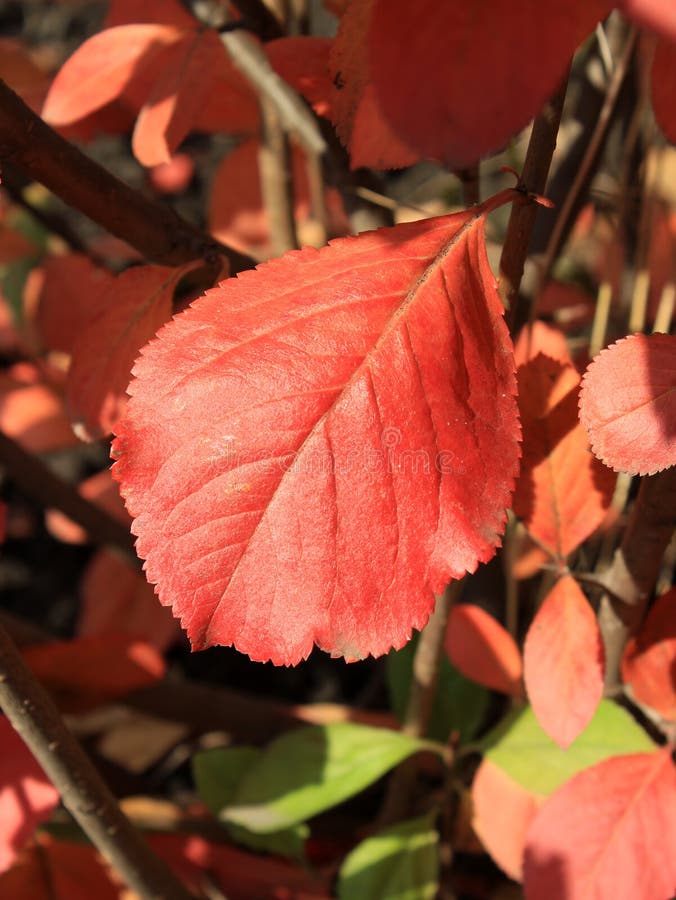 Autumn Colors Feuille rouge de chokeberry photo libre de droits Autumn Colors Feuille rouge de chokeberry photo libre de droits