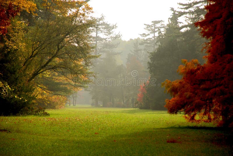 Autumn colors in the foggy forest
