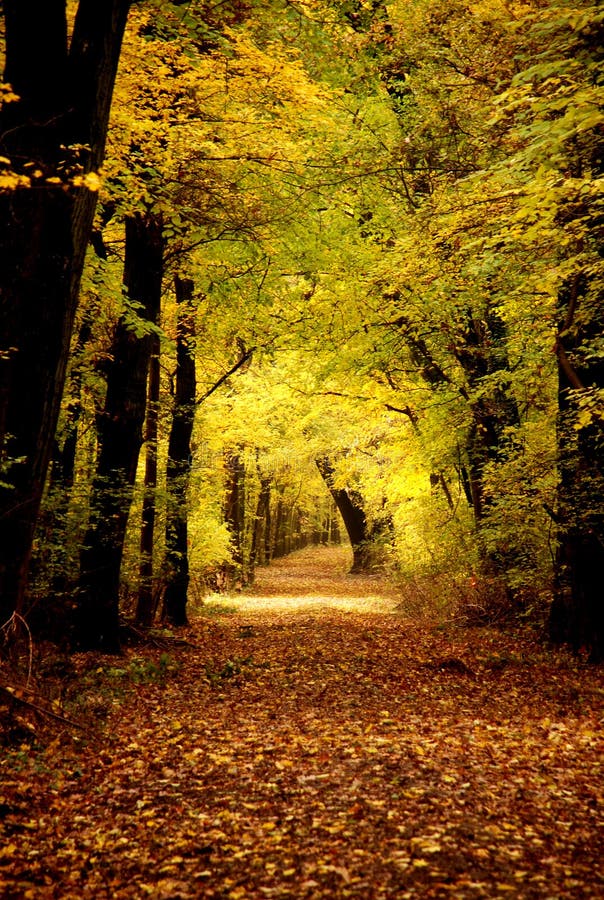 Autumn colors in the forest