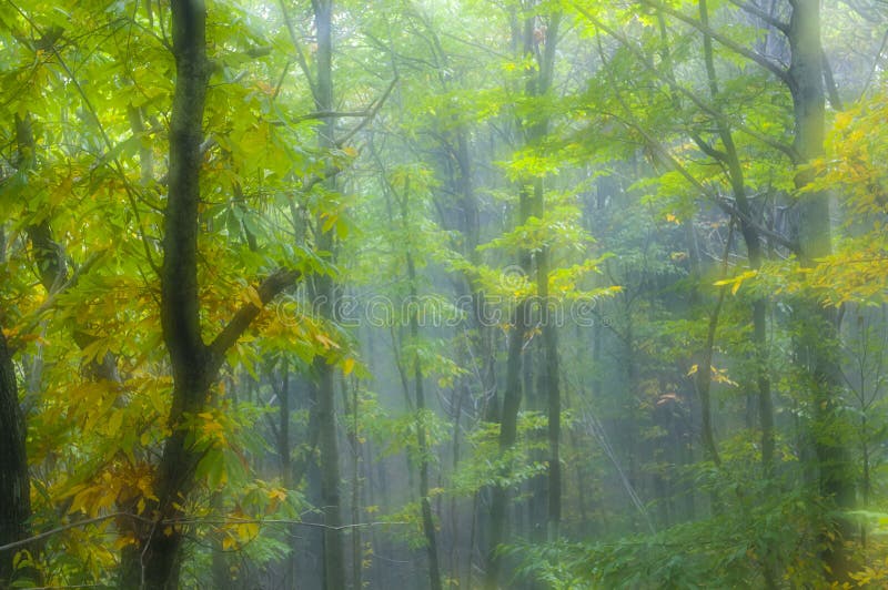 Autumn colors in the forest Soft focus