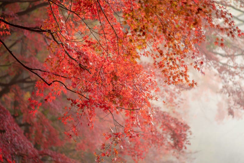 Autumn Colors in Japan stock foto. Afbeelding bestaande uit meer