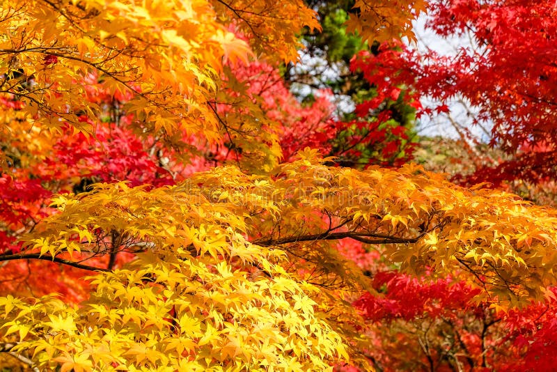 Autumn Colors in Japan are Green, Yellow and Red, Which are Blooming ...