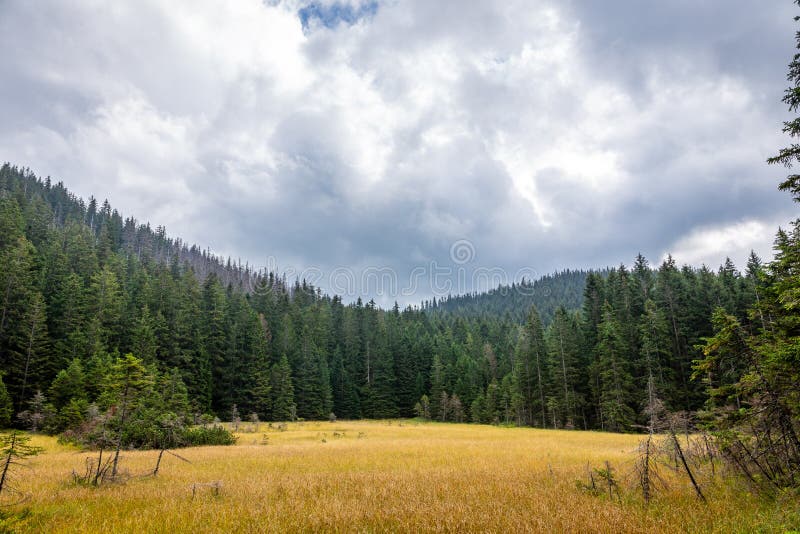 Autumn Colors Mountain Glade with Coniferous Forest, Pine Trees and