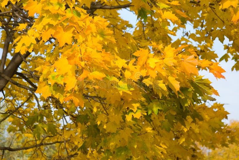 Autumn colors in the park