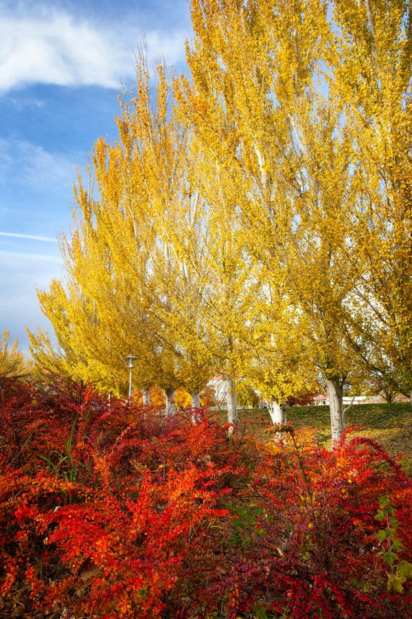 Vibrant colors of autumn stock image. Image of colour - 27353911