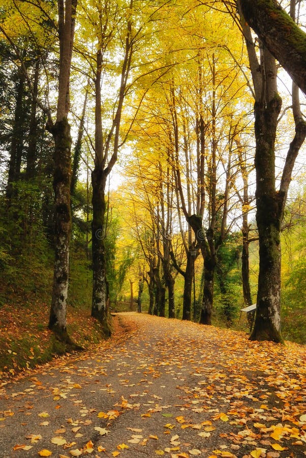 Autumn Colors in the Park in November Stock Photo - Image of autumn