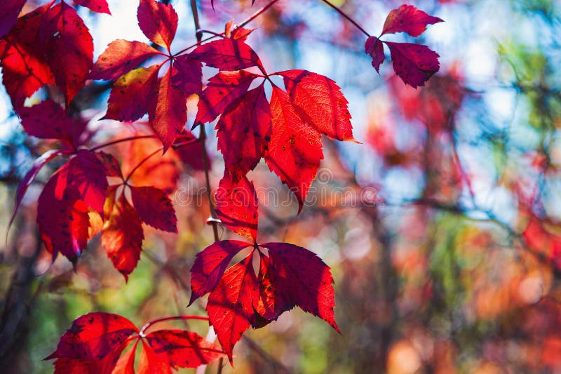 Autumn colors of red Virginia creeper leaves