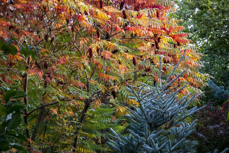 Autumn colors of the Rhus typhina Staghorn sumac, Anacardiaceae. Red, orange, yellow and green leaves of sumac and blue fir Abie