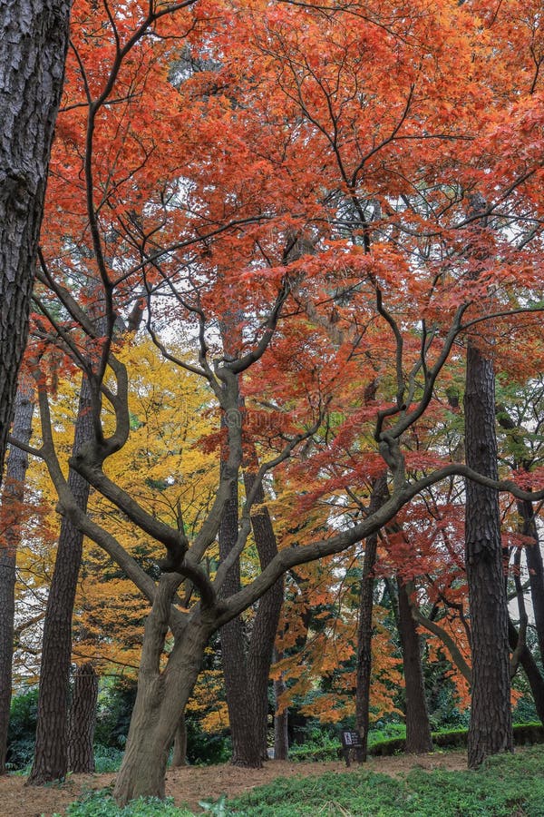 Autumn Colors at Shinjuku Gyoen,Tokyo,Japan.selective Focus Stock Photo