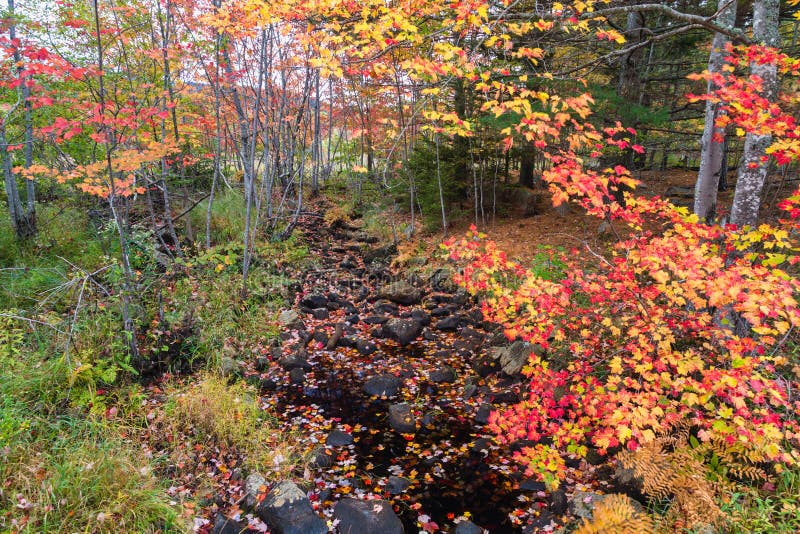 Autumn Colors & Stream on Duck Brook Road, Acadia National Park. Autumn Colors & Stream on Duck Brook Road in Acadia National Park, Maine stock images Autumn Colors & Stream on Duck Brook Road, Acadia National Park. Autumn Colors & Stream on Duck Brook Road in Acadia National Park, Maine stock images