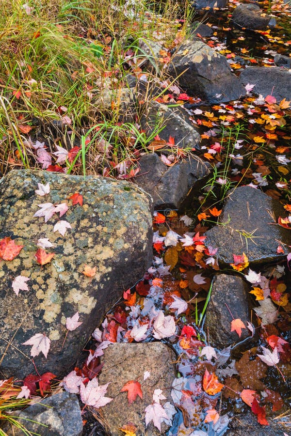 Autumn Colors & Stream on Duck Brook Road, Acadia National Park. Autumn Colors & Stream on Duck Brook Road in Acadia National Park, Maine stock image Autumn Colors & Stream on Duck Brook Road, Acadia National Park. Autumn Colors & Stream on Duck Brook Road in Acadia National Park, Maine stock image