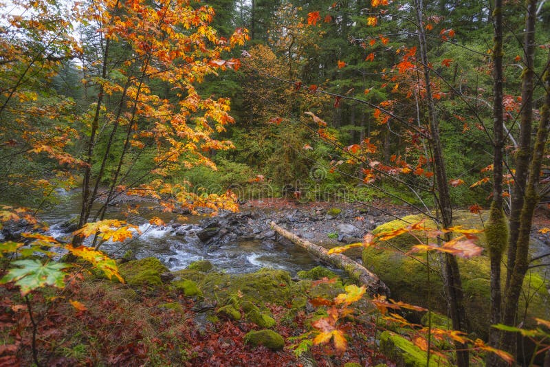 Autumn Colors sur le chemin détourné scénique de passage de passage-Santiam de McKenzie image stock Autumn Colors sur le chemin détourné scénique de passage de passage-Santiam de McKenzie image stock