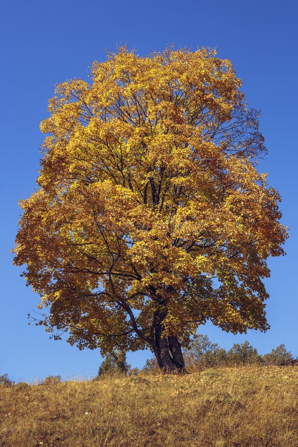 Autumn colors stock image. Image of fall, leaves, daytime - 45701283