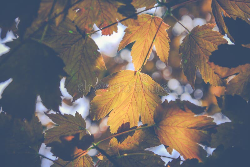 Autumn colour leaves on blurred background