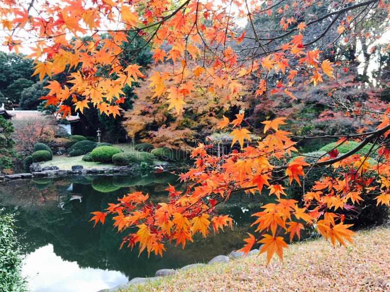 Autumn Colour Of Leaves In Japnese Garden Stock Image - Image of trees