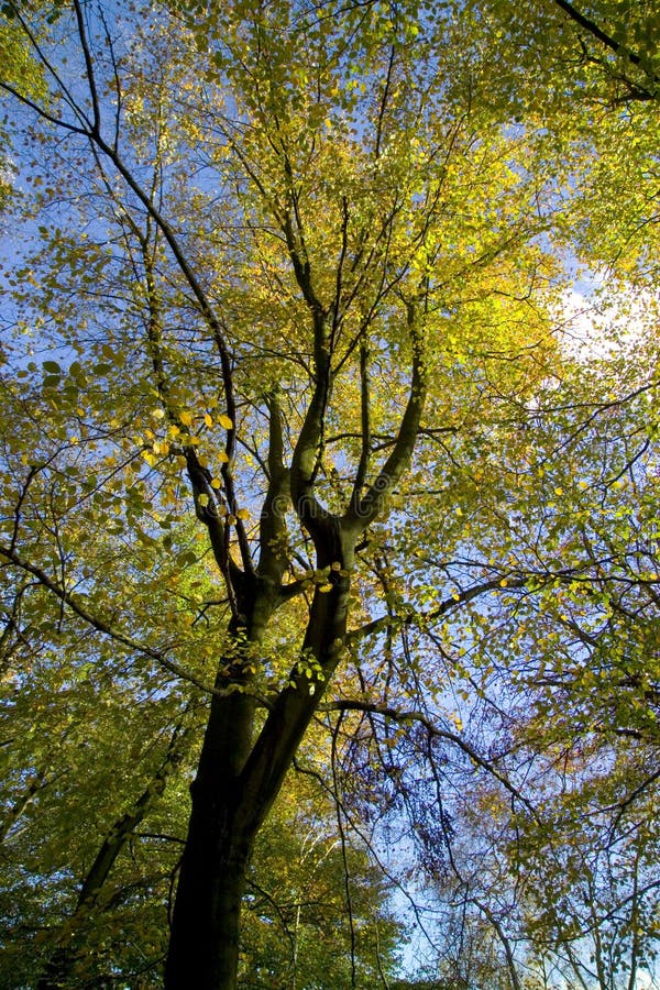 Autumn colour lickey hills england