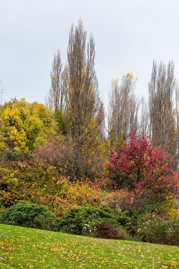 Autumn Coloured Trees And Shrubs Queenstown Stock Image - Image of fall