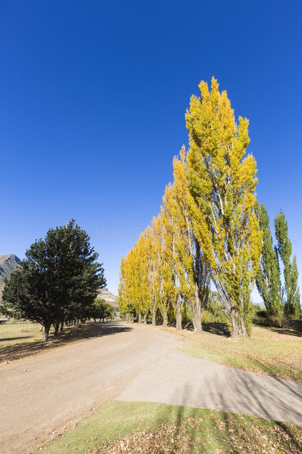 Autumn coloured trees stock photo. Image of colorful, reflection - 4138382